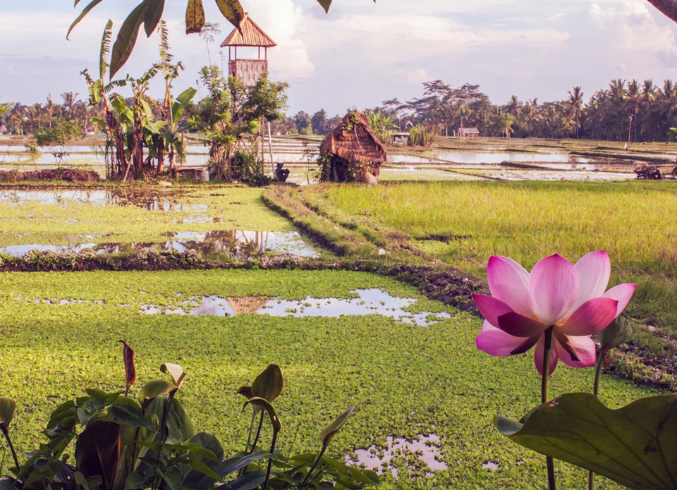 Rice Patties in Ubud, Bali Indonesia 