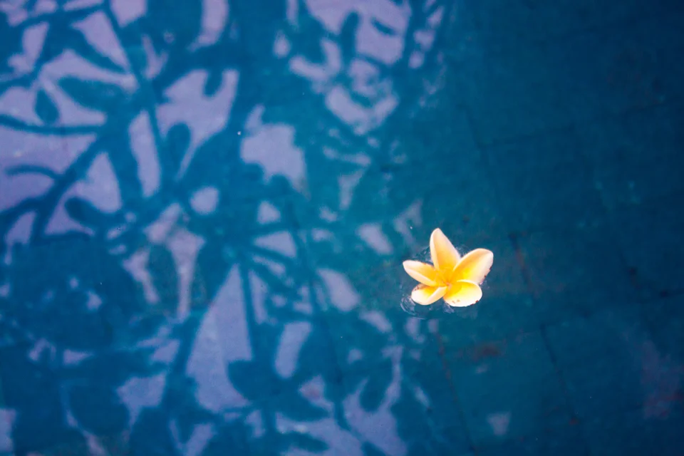bali-pulmeria_960.jpg