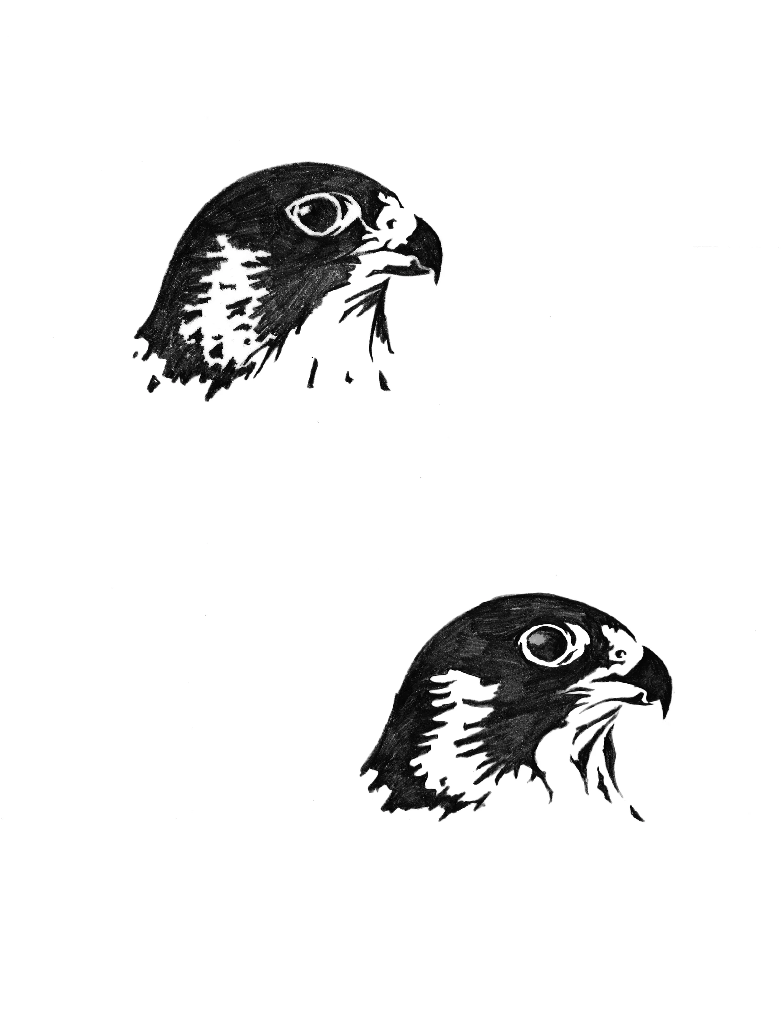 peregrine_drawings_caterina.jpg