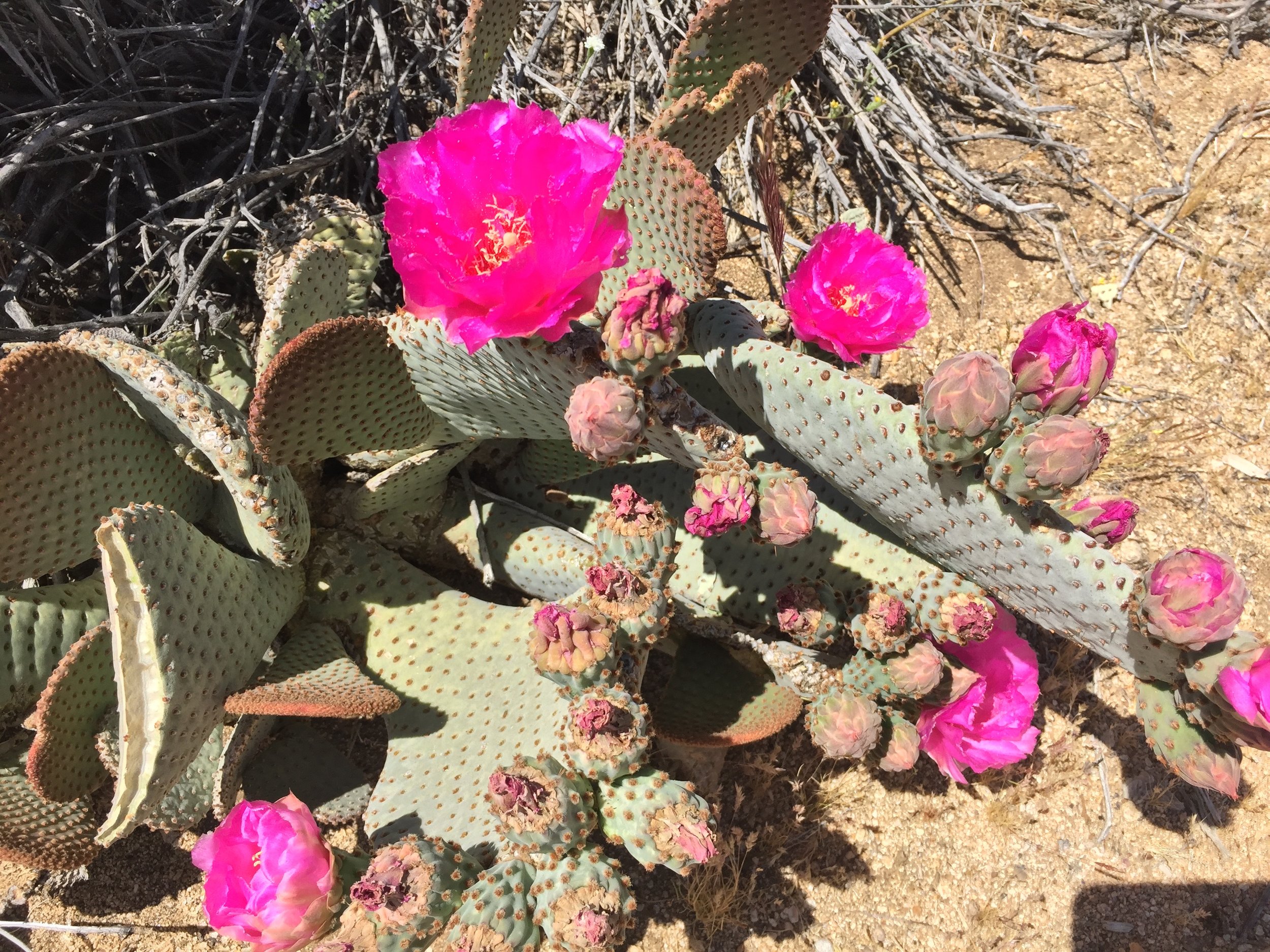 Can't get enough of the cactus.
