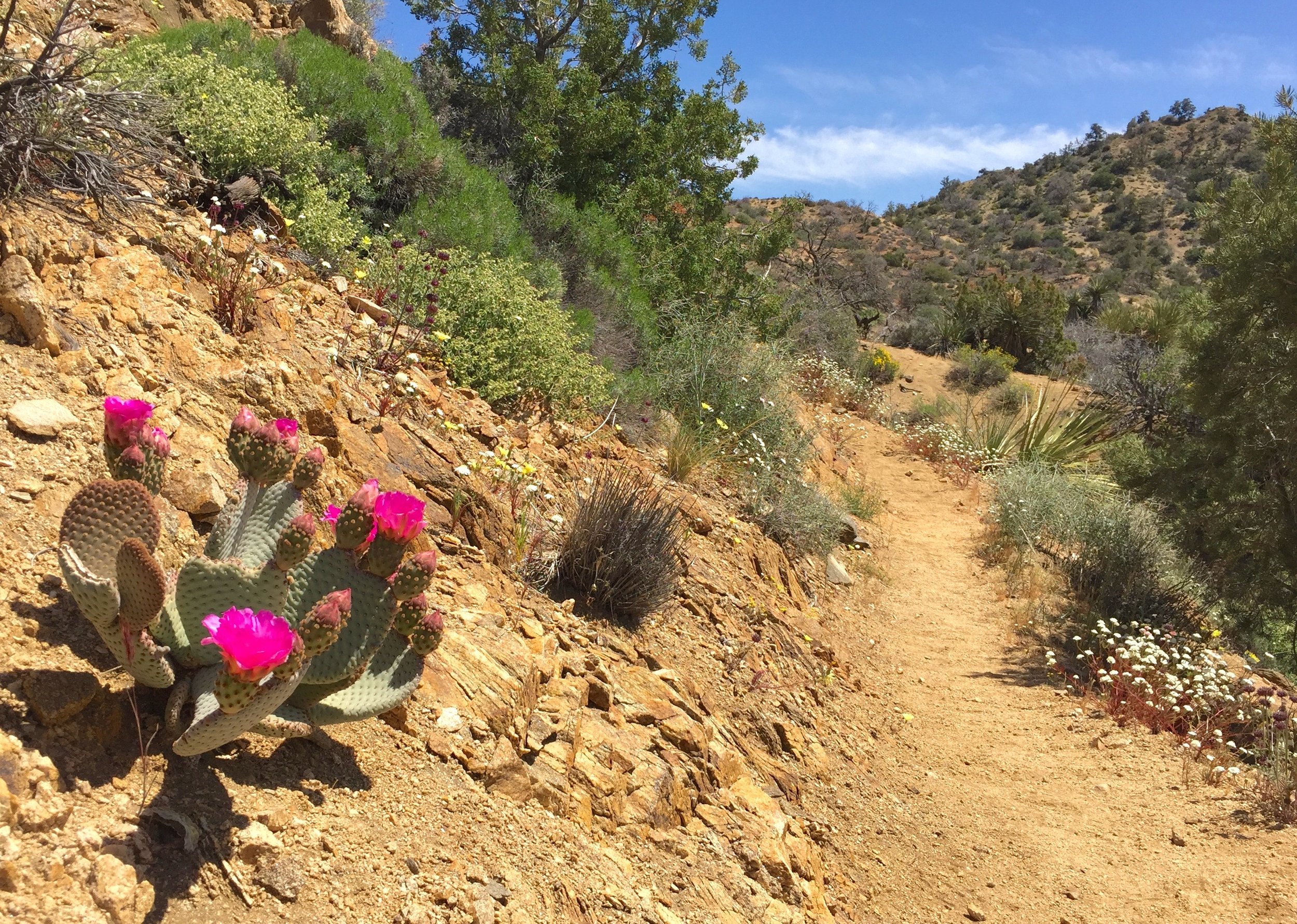 The beautiful landscape of the desert in the Spring time.