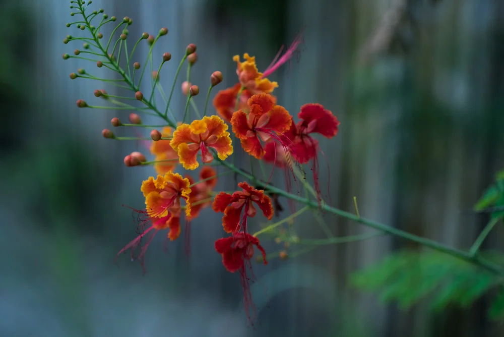 the flora...