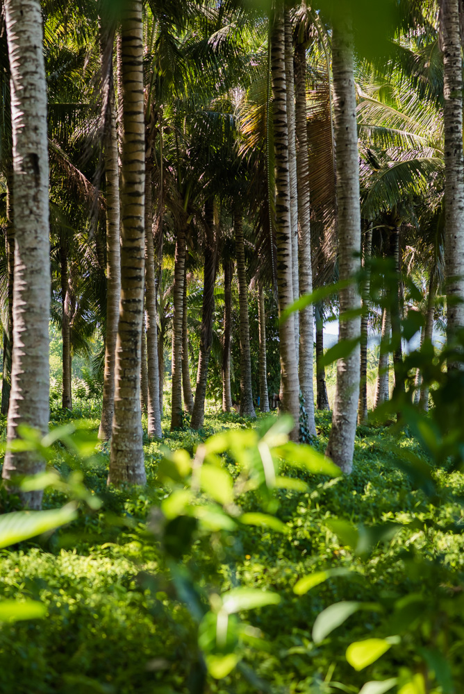 Coconut Grove