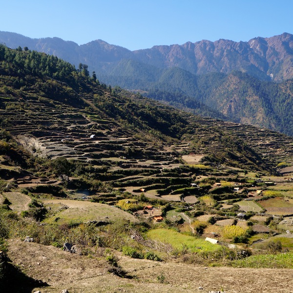 A view of the terraced rice fields in Gatlang