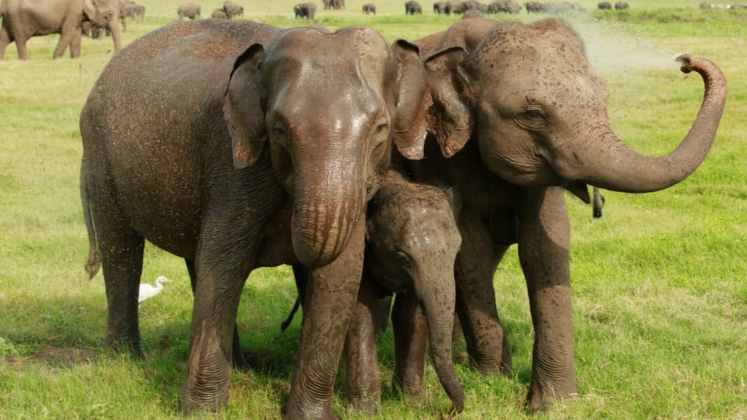 two-asian-elephants-in-sri-lanka-1536x864.jpg