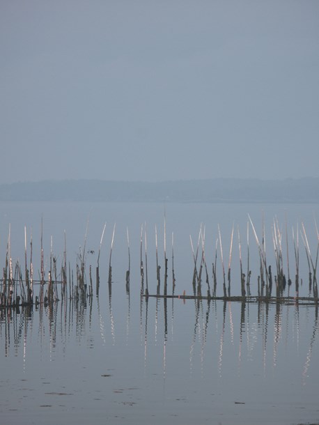Fish Weir