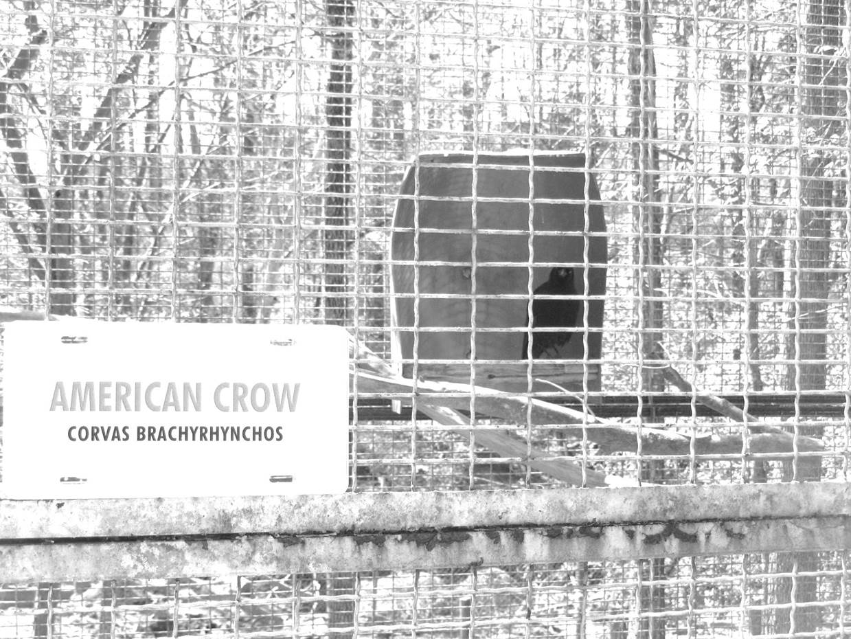 American Crow