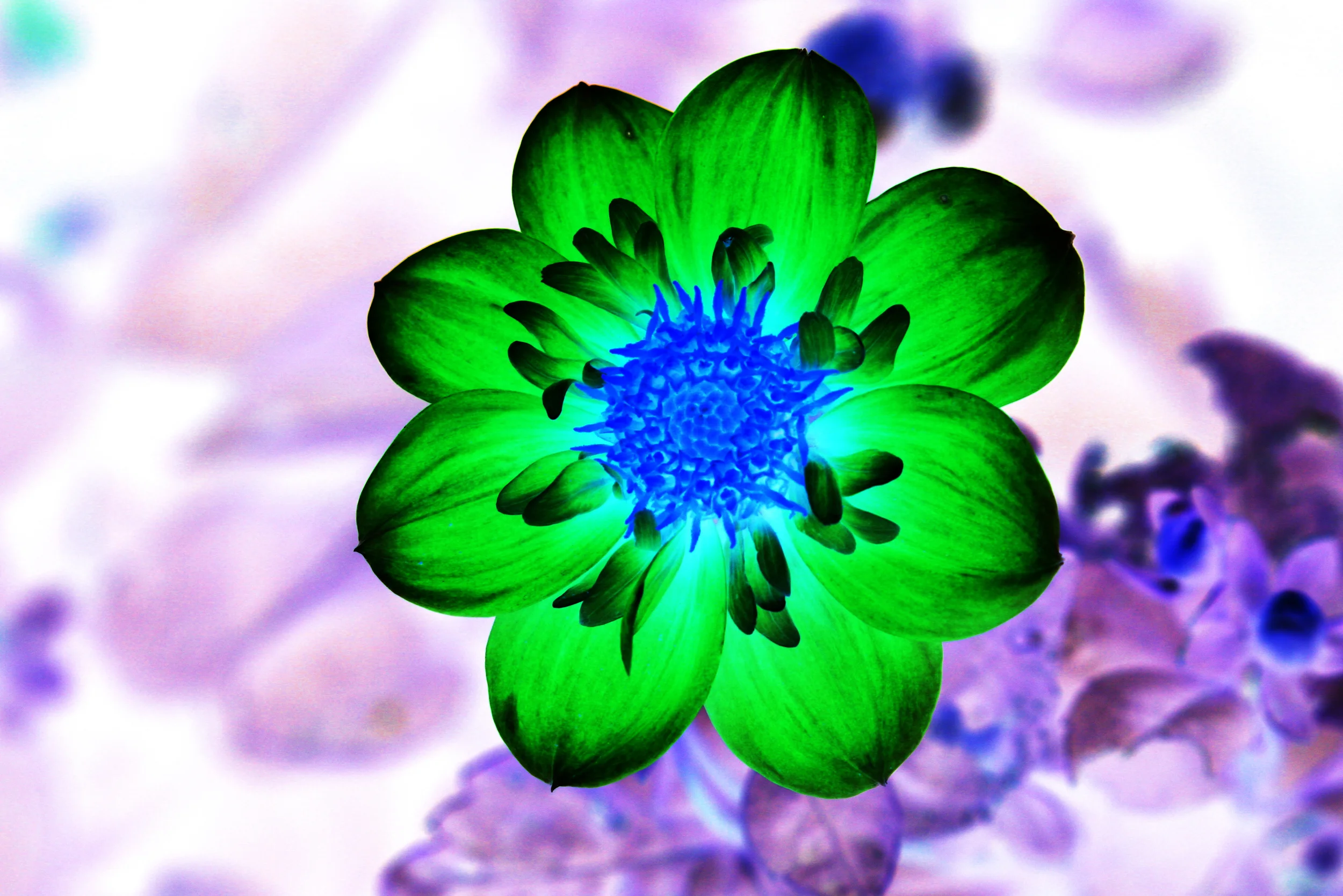greenpurp.jpg