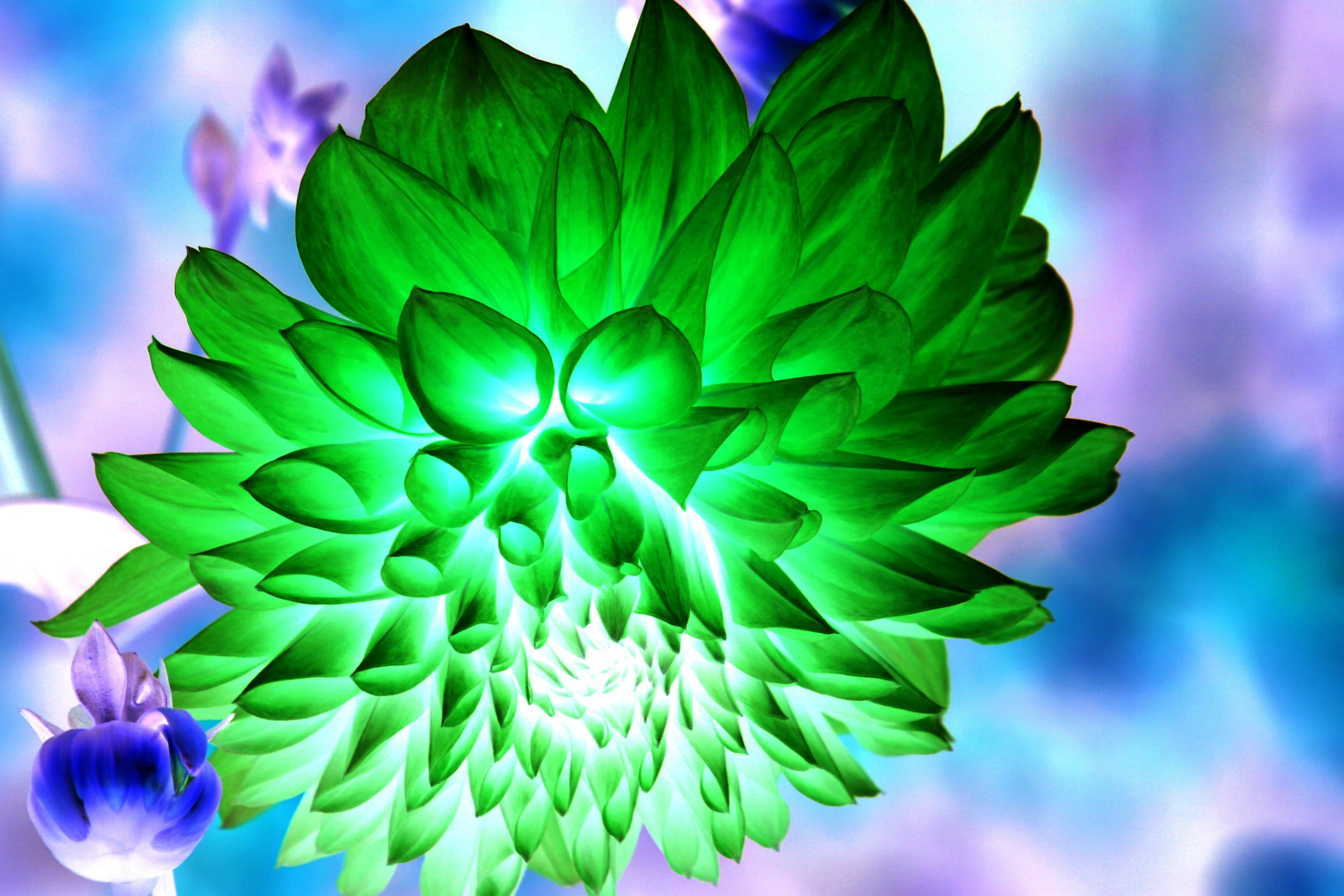 invertflower2.jpg