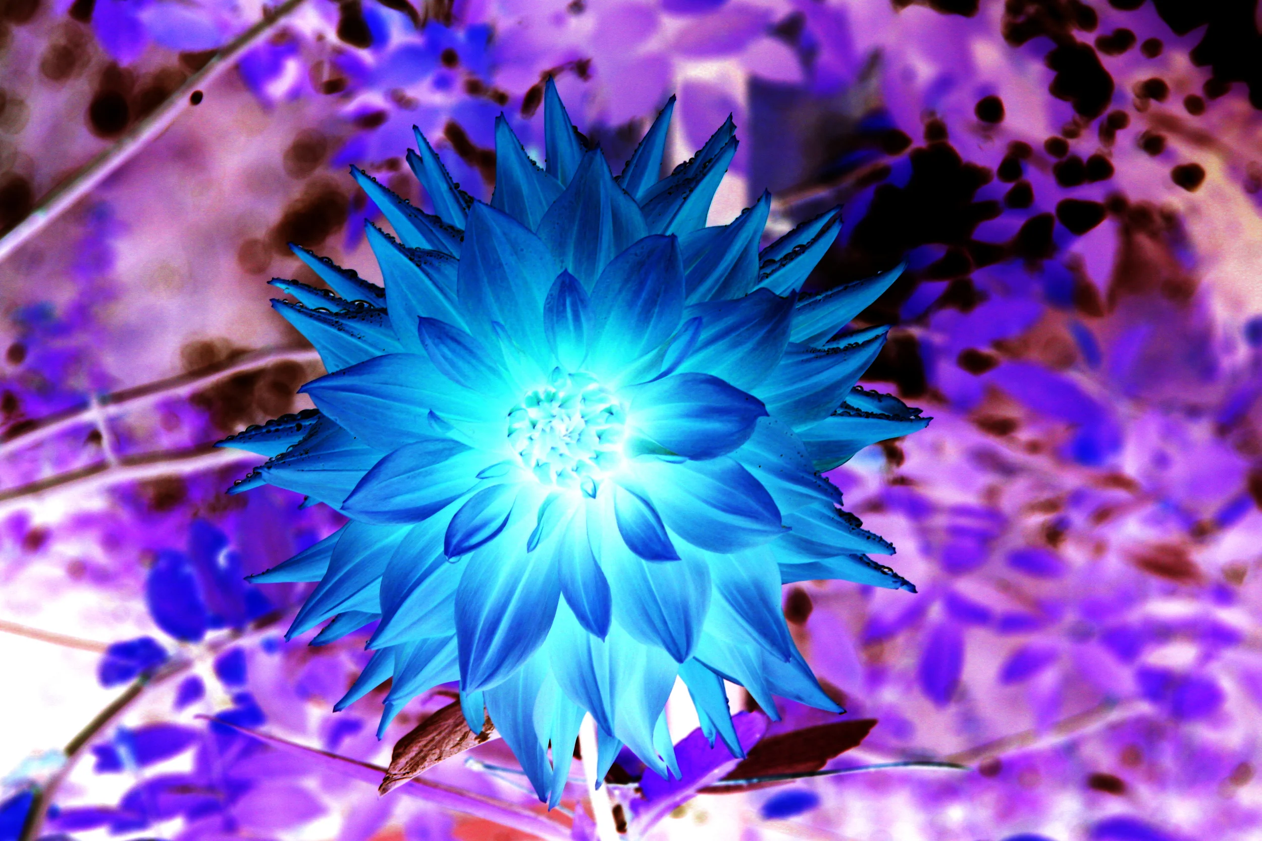 purpblue.jpg