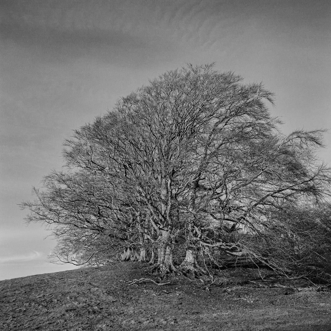 📷@christopher_preece 

 &quot;Ancient Trees of the Welsh Marches, No. 7.

Part of a group exhibition for herefordshireartweek Sat 2 to Sun 10 September 2023 at Little Logaston, near Almeley, venue number 100.

I've been working on this project since