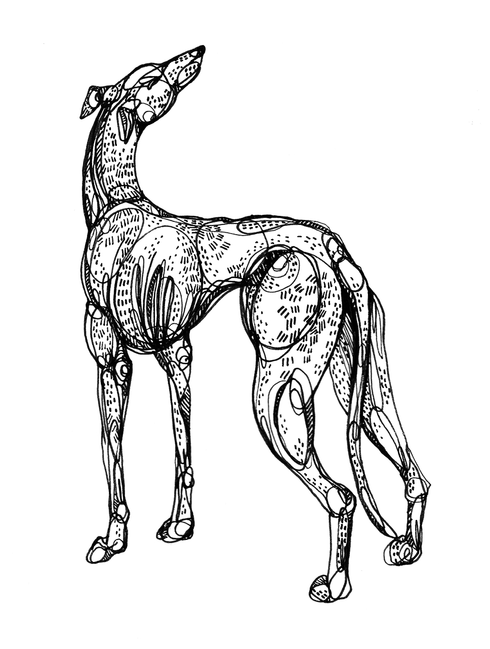 Whippet