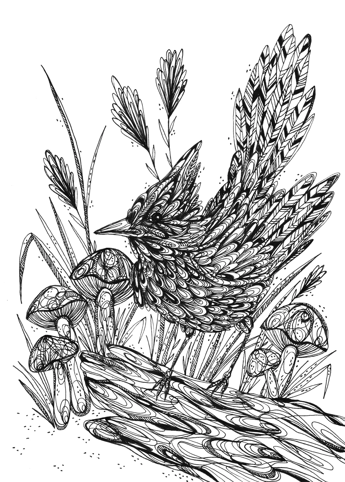Steller's Jay