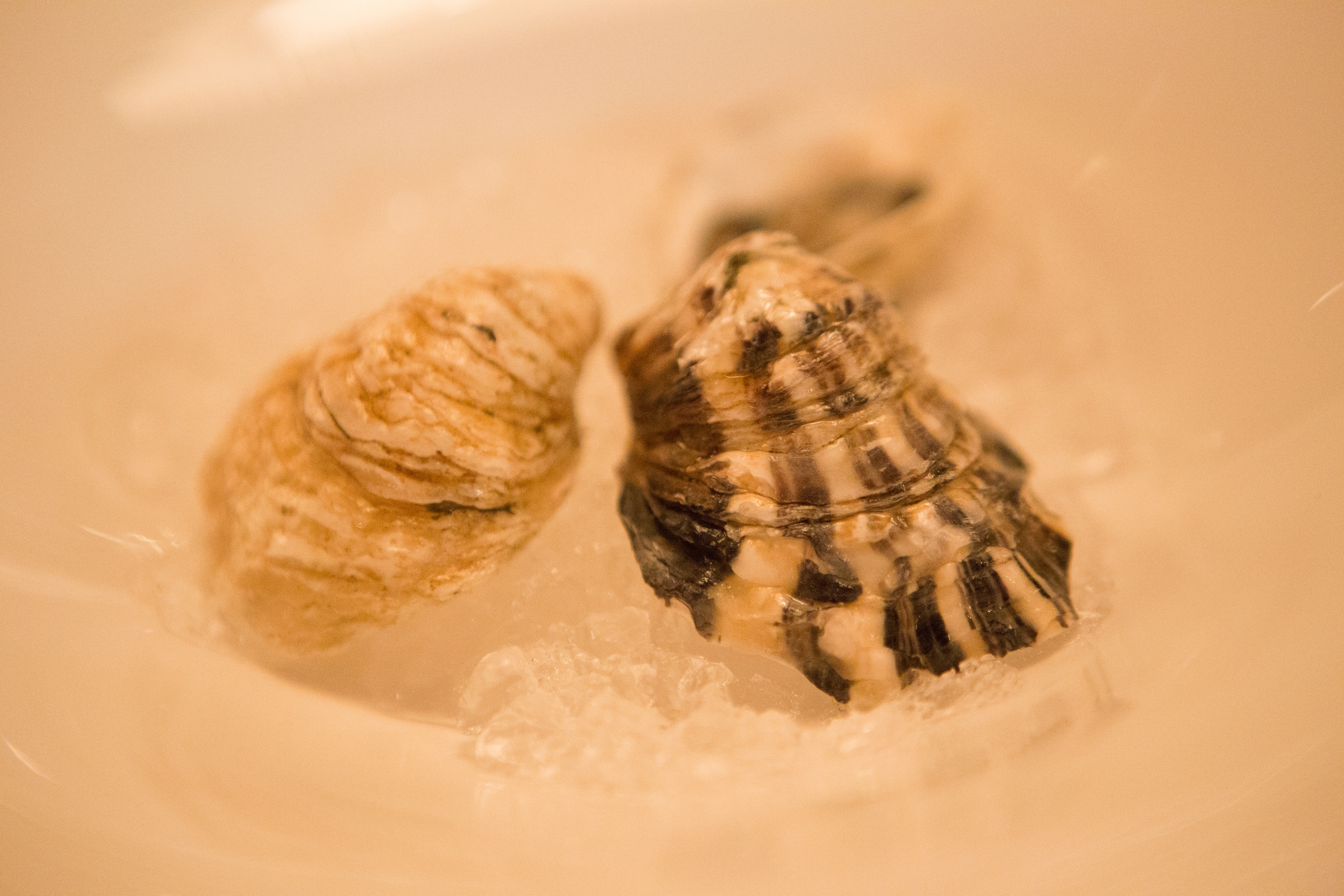 Color variation in Kusshi shells