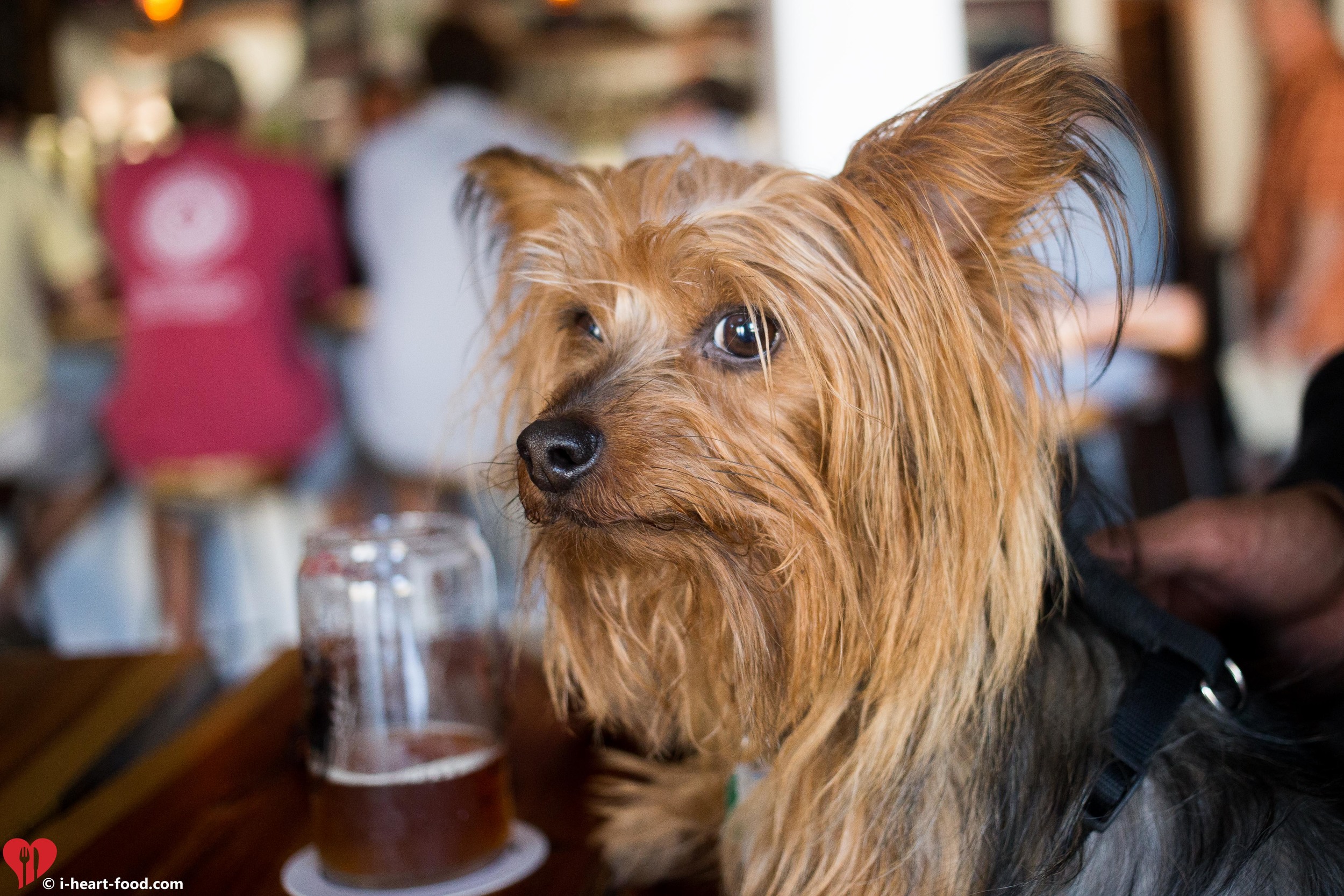 Jasper thinks it makes him look cool when he has a beer. 