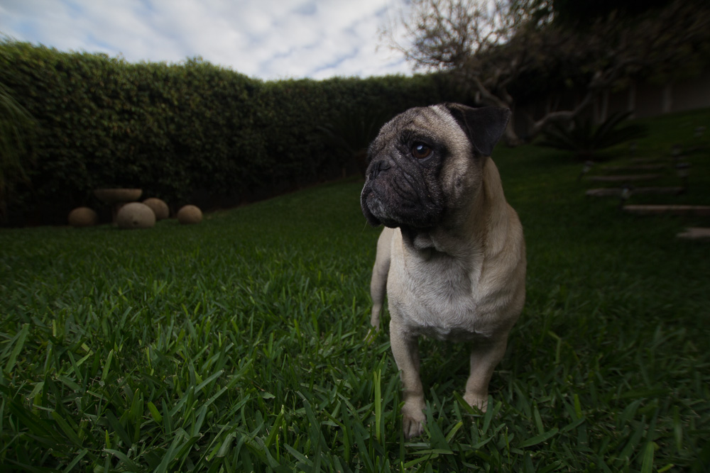 20140303 Fotos perros 0017.jpg