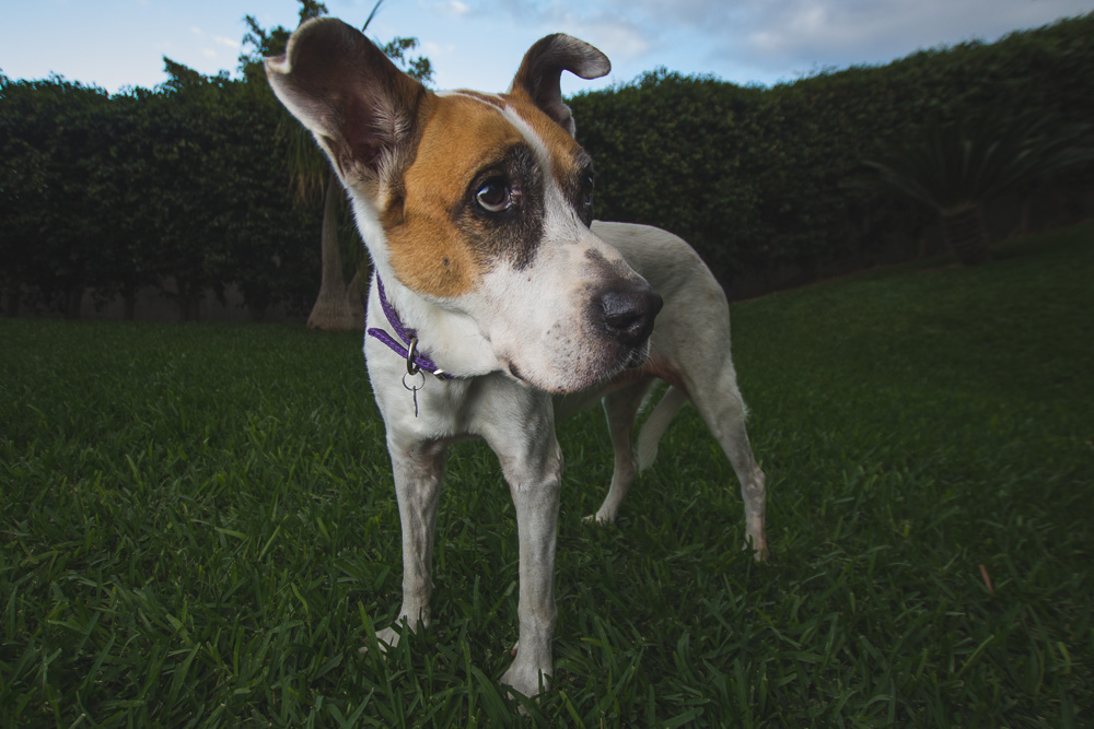 20140303 Fotos perros 0023.jpg
