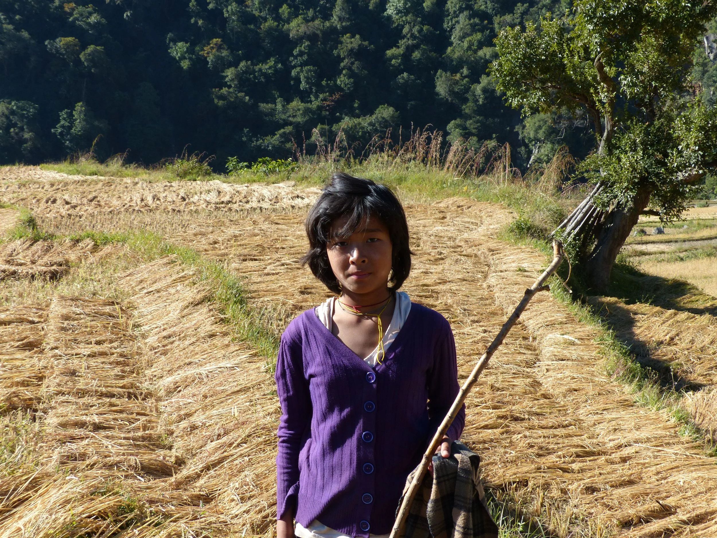 Girl harvesting rice.jpg