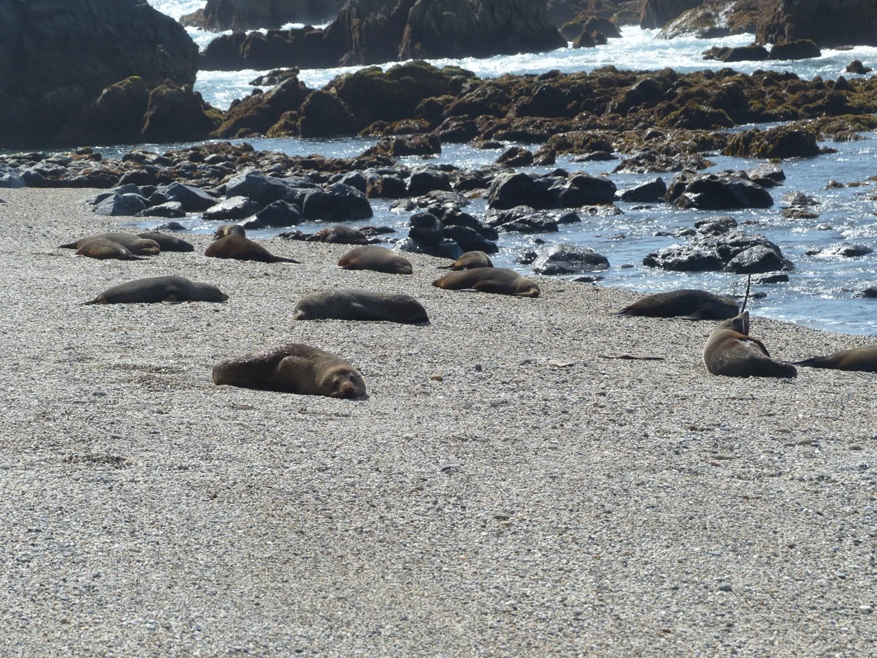 Seal colony (mostly dudes)