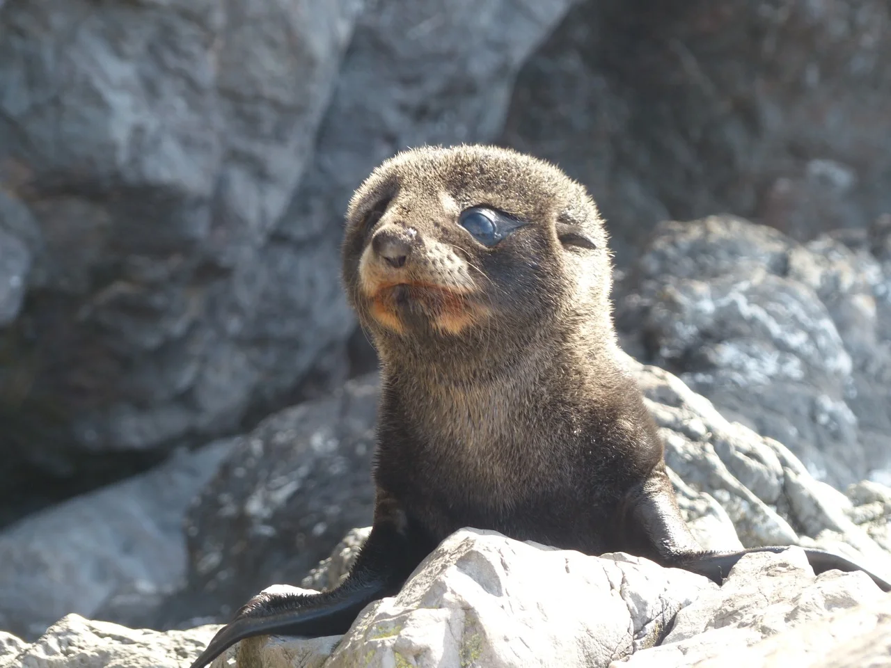 Every one say "awwwww!!!". Yes, a baby seal.