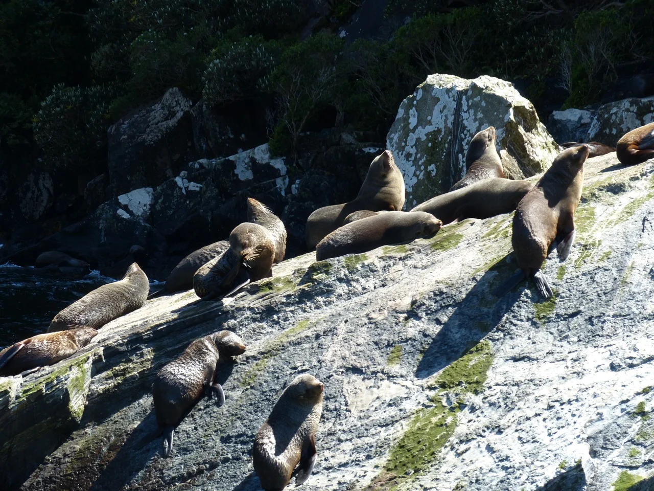 and seals too...