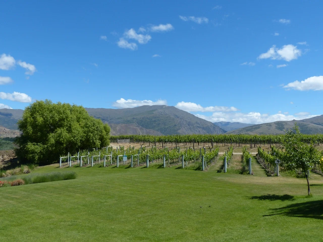 Carrick Winery -- the last lunch