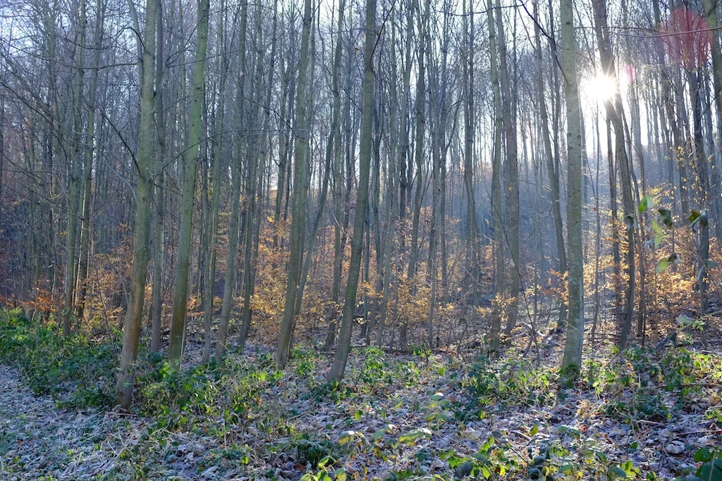 DSCF1340.jpg