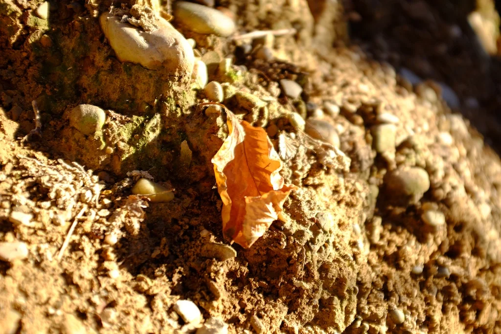 DSCF1353.jpg