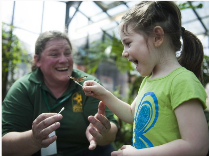 Visitors can observe several species of butterflies in their 1,200 square foot home. A peaceful pond and bubbling fountain provide gentle background sounds as visitors experience butterflies flying, basking and nectaring in a lush tropical environme…