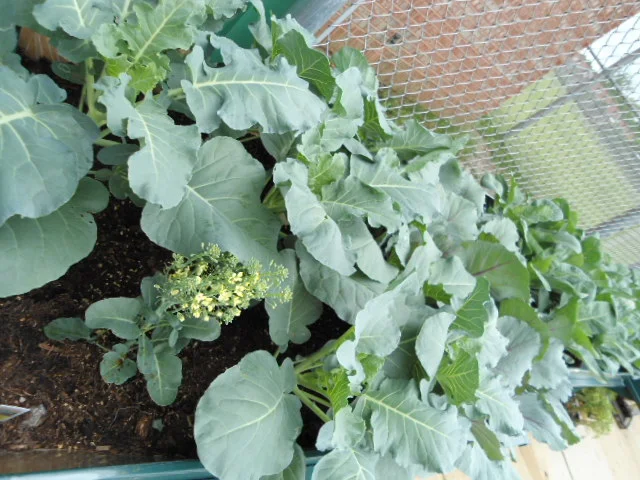 Camden City Garden Club Monthly Meeting