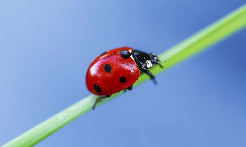ladybug-symbolism4.jpg