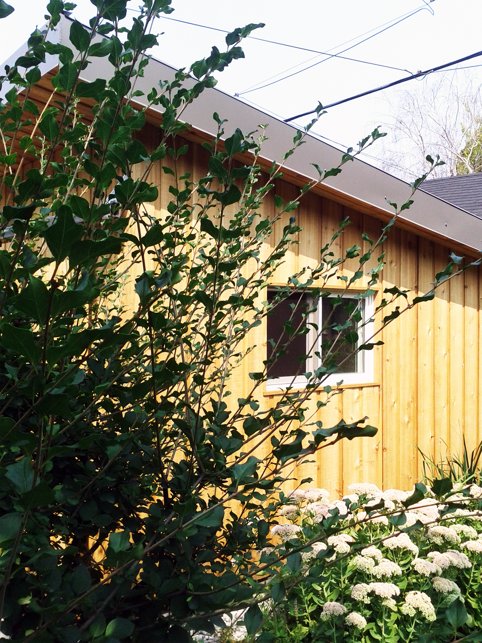 SHED_03.jpg