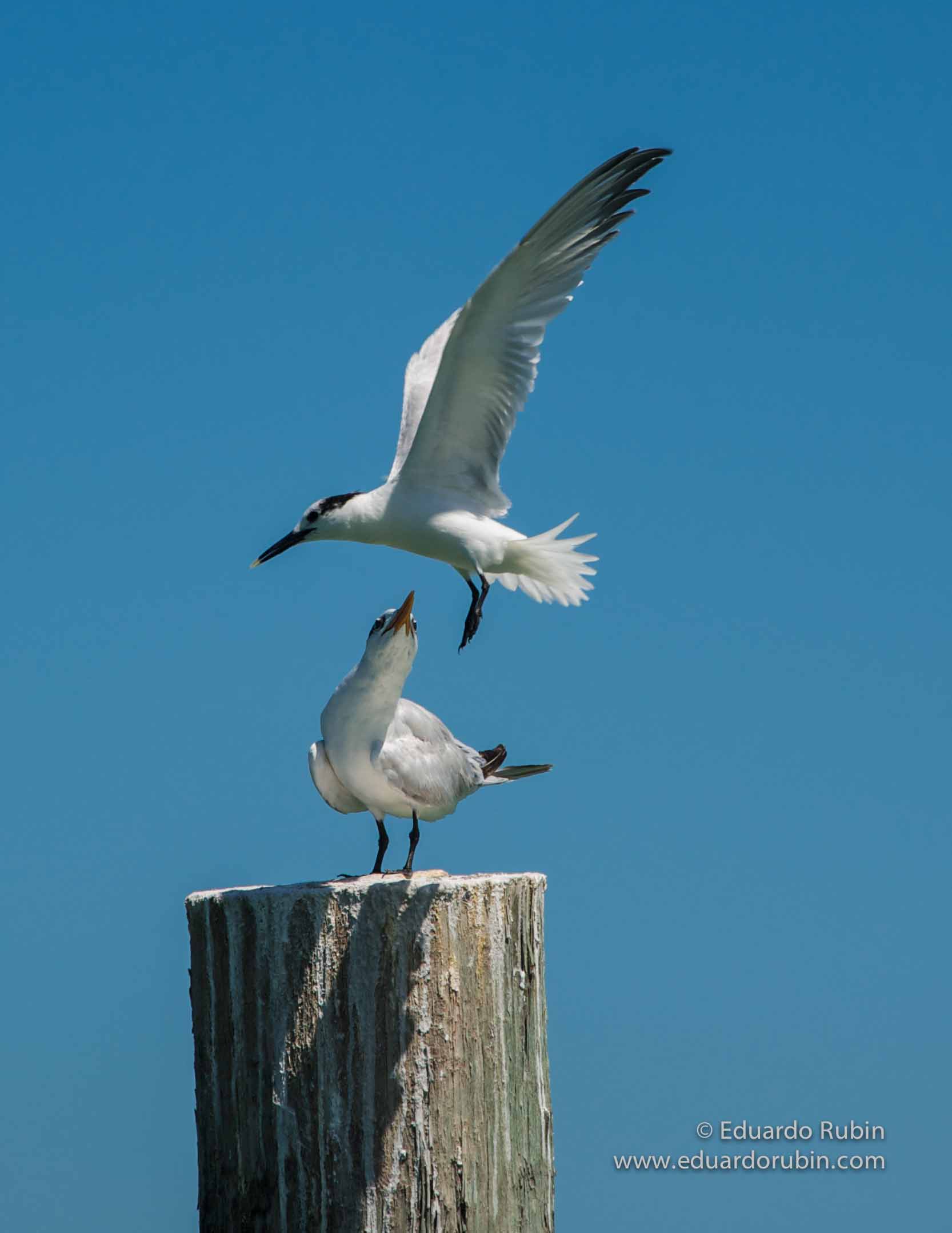 Close Encounter 