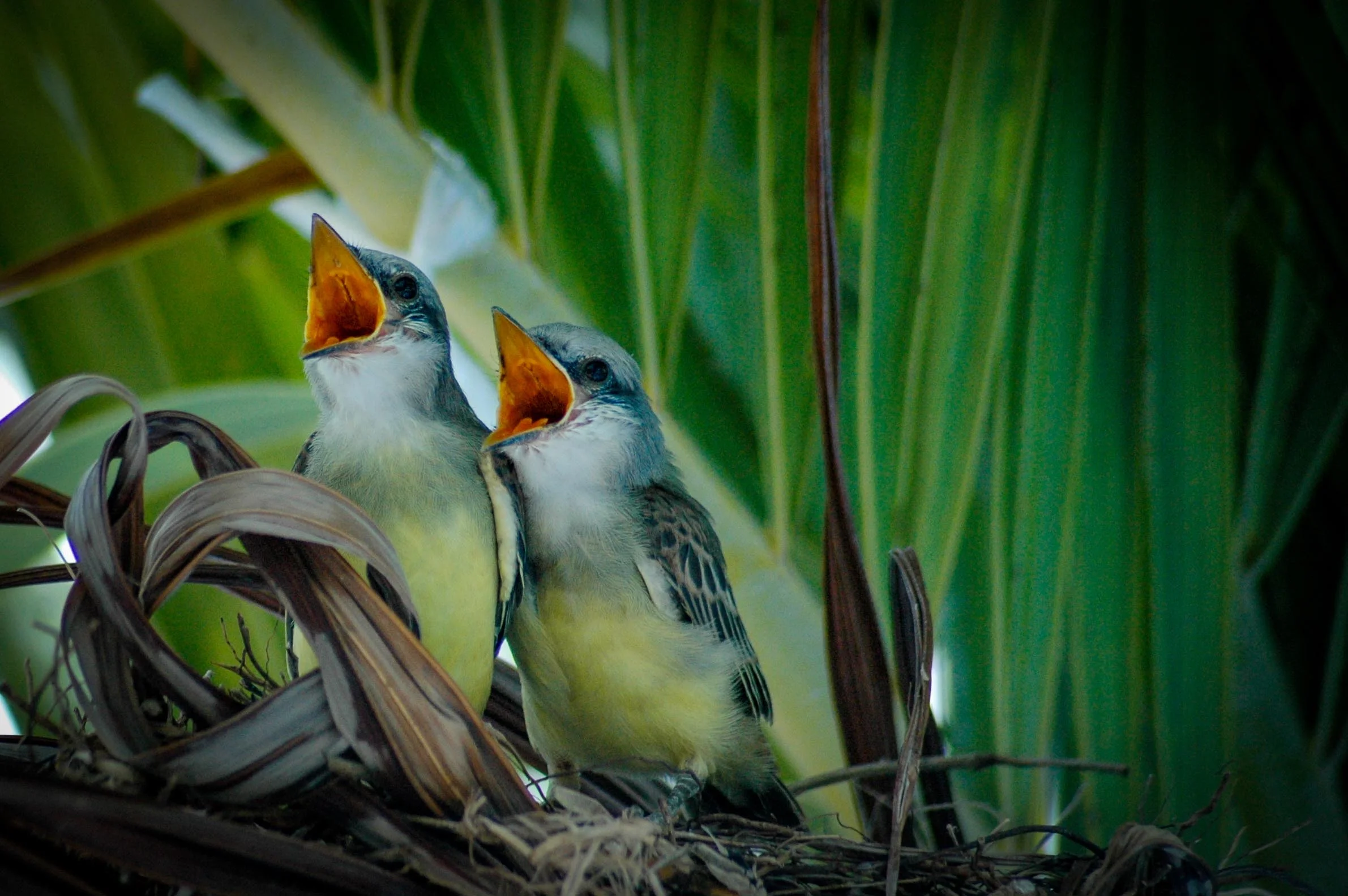 Birds-1.jpg