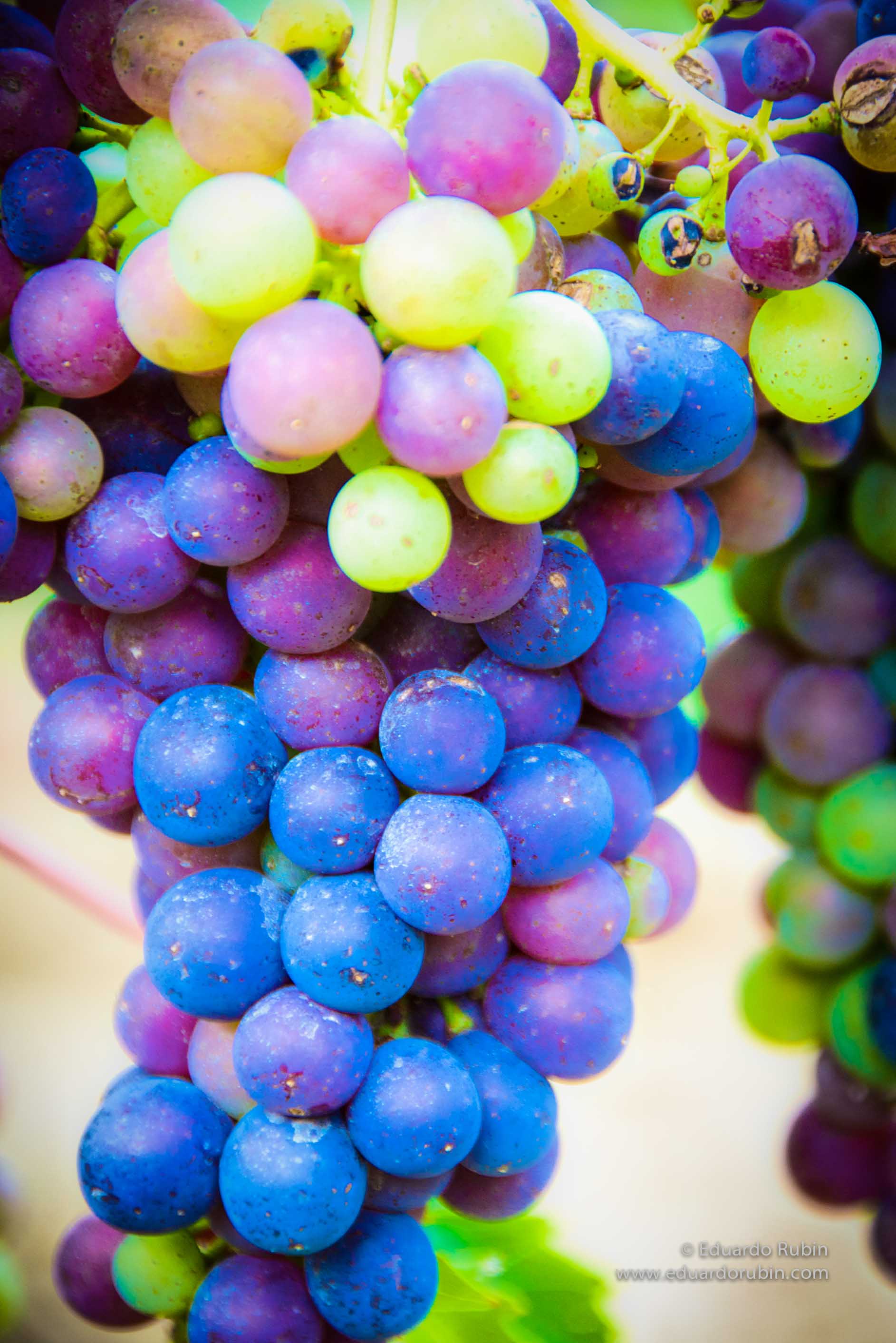 Tuscany grapes