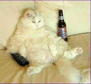 Cats of Britain, put the remote down! 