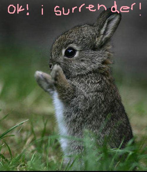 Do it little bunnies of the Universe! xo 