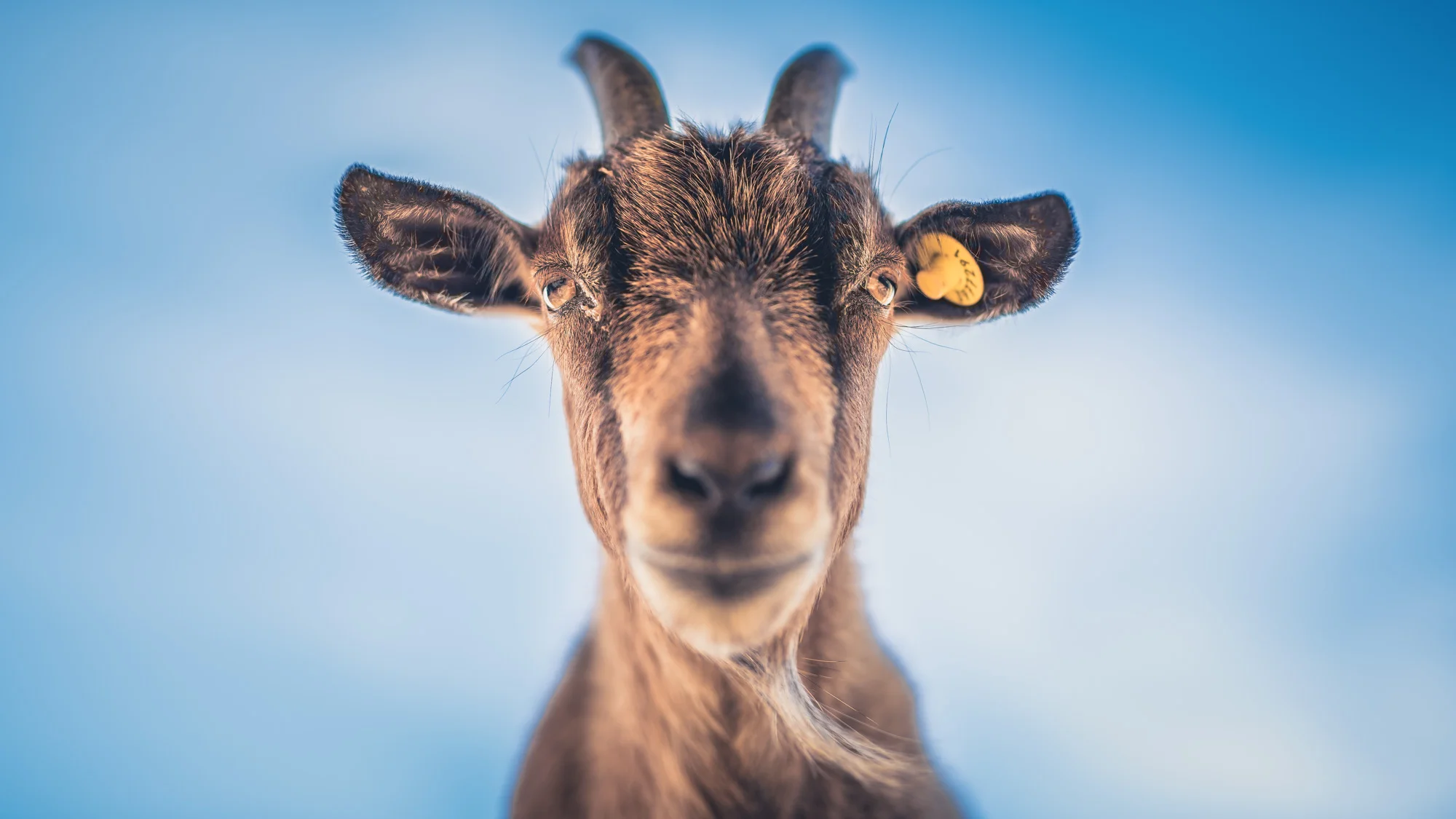 צלם פורטרטים.jpg