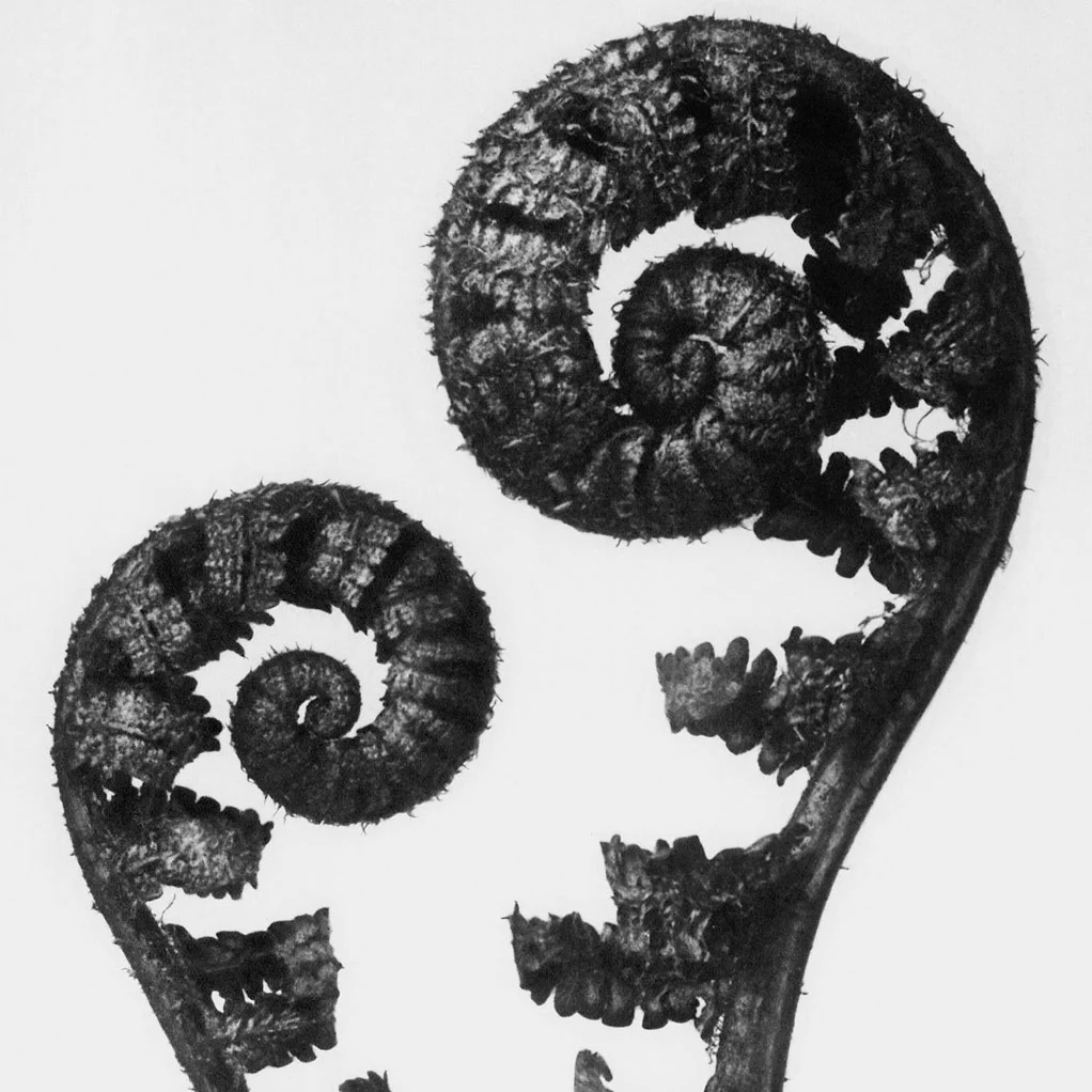 blossfeldtx1022.jpg