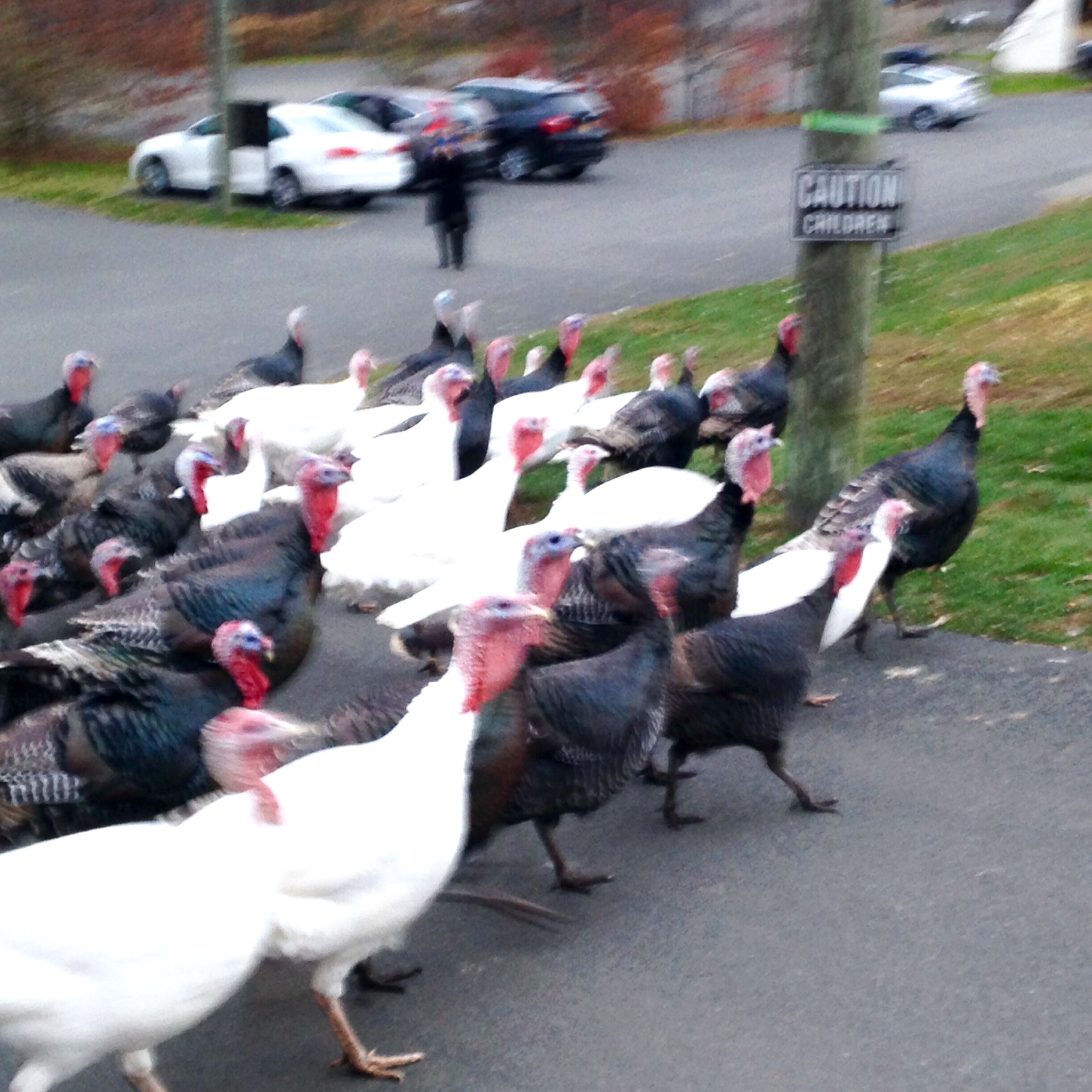 Turkey Crossing (for real)