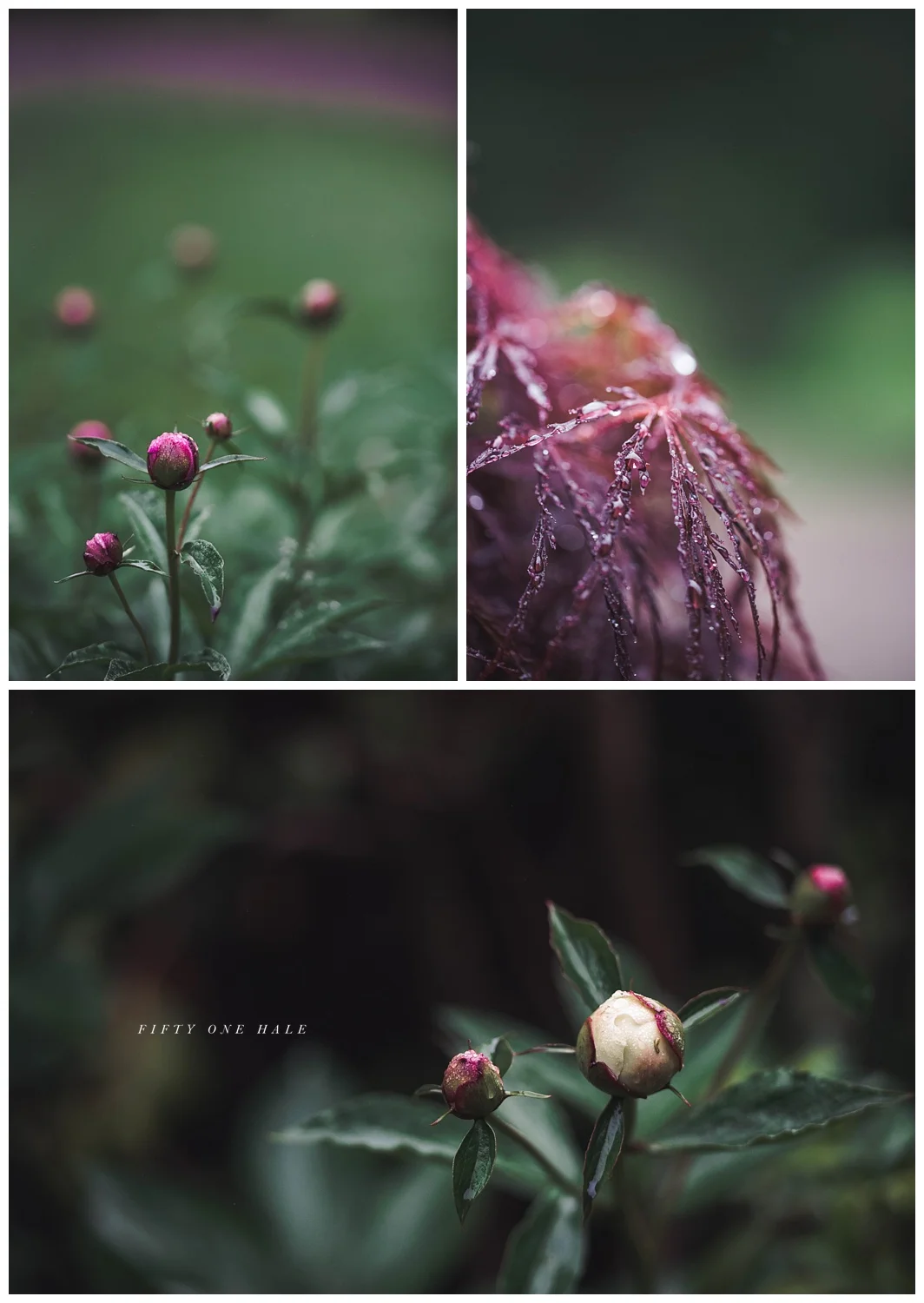Backyard_Wenham_Macro_Photography_Rain_0000.jpg