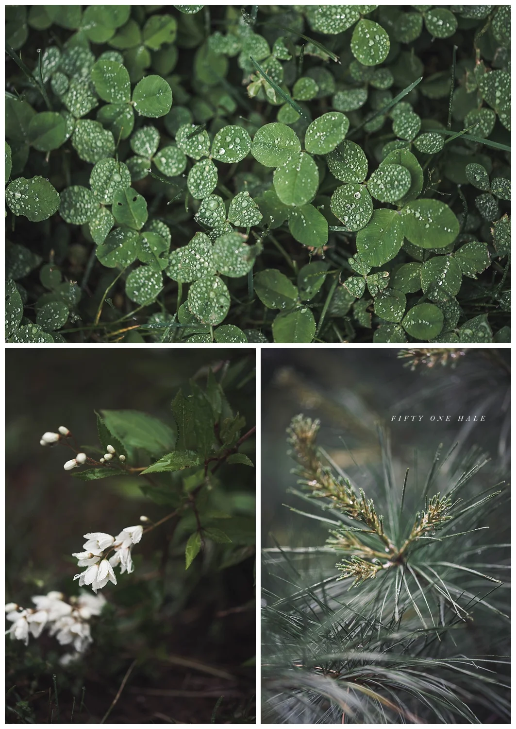 Backyard_Wenham_Macro_Photography_Rain_0002.jpg