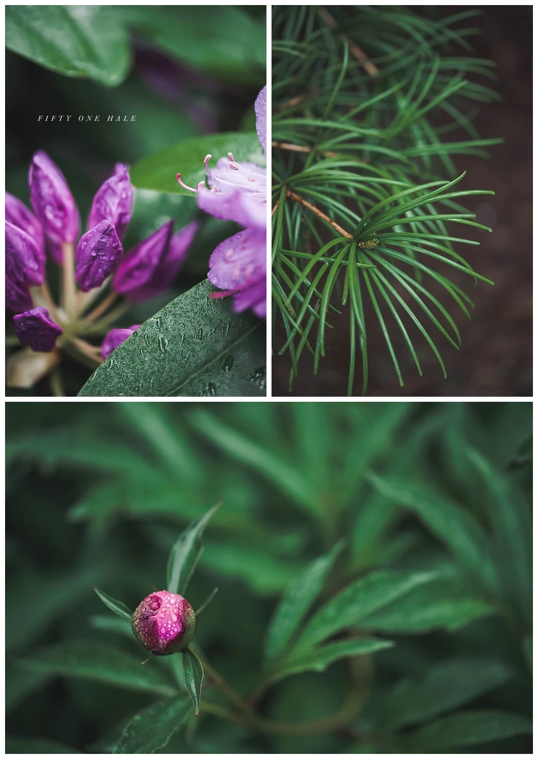 Backyard_Wenham_Macro_Photography_Rain_0006.jpg