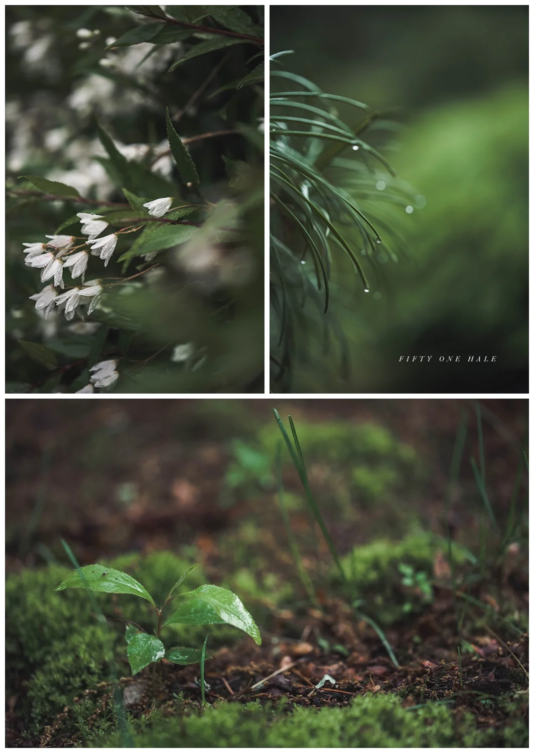 Backyard_Wenham_Macro_Photography_Rain_0008.jpg