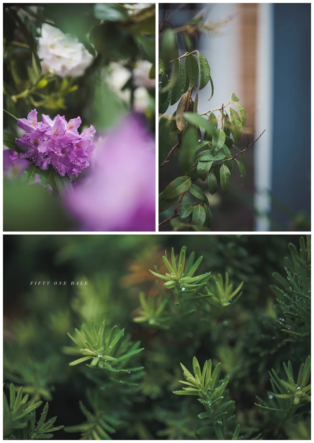 Backyard_Wenham_Macro_Photography_Rain_0009.jpg