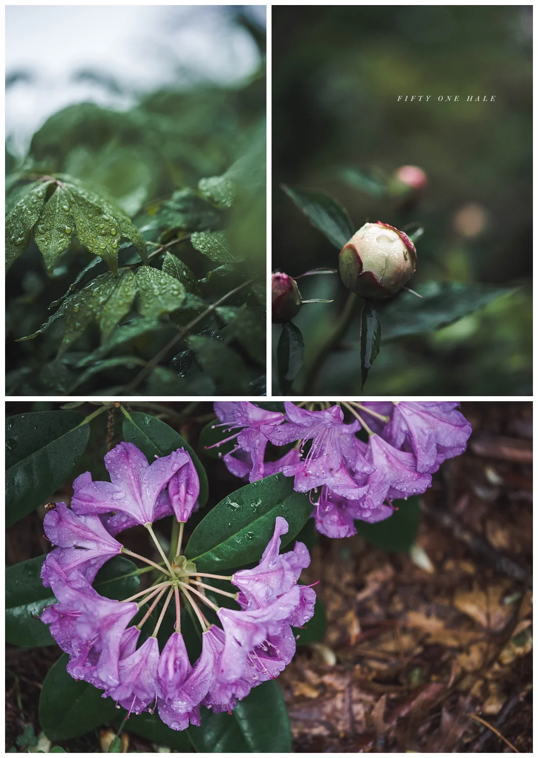 Backyard_Wenham_Macro_Photography_Rain_0010.jpg