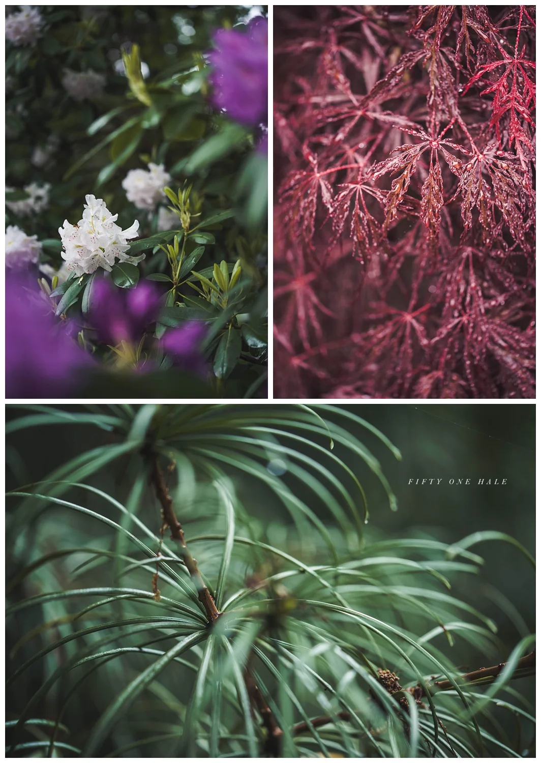 Backyard_Wenham_Macro_Photography_Rain_0011.jpg