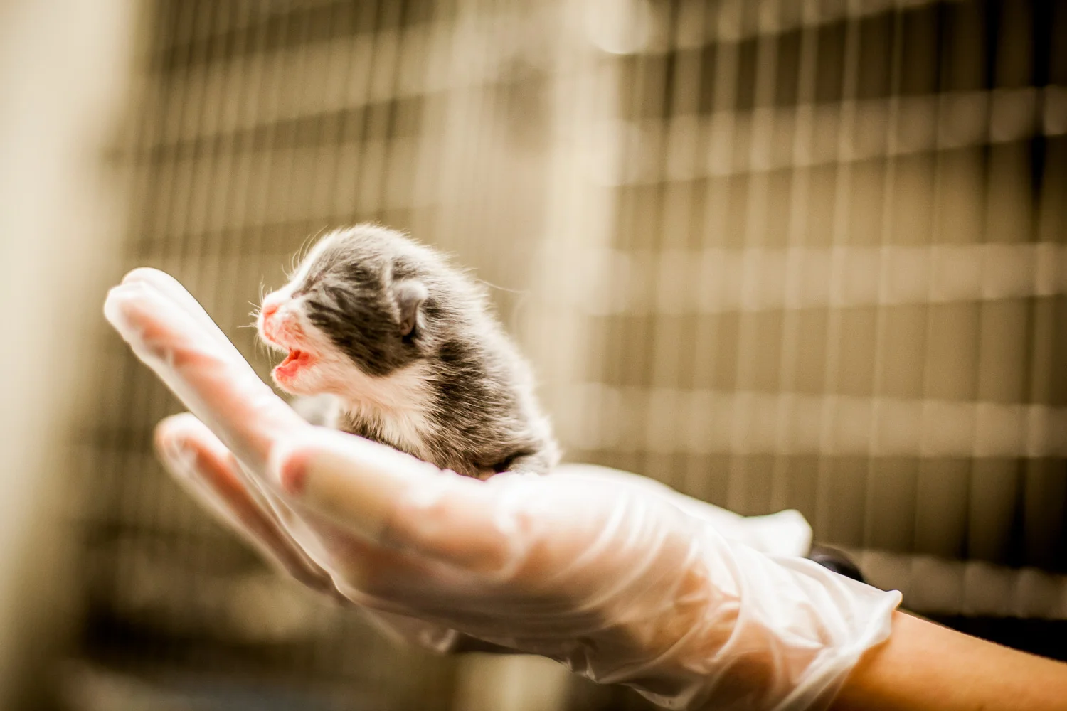WideEyedStudiosEducationNonProfitBusinessHand2Paw-19.jpg
