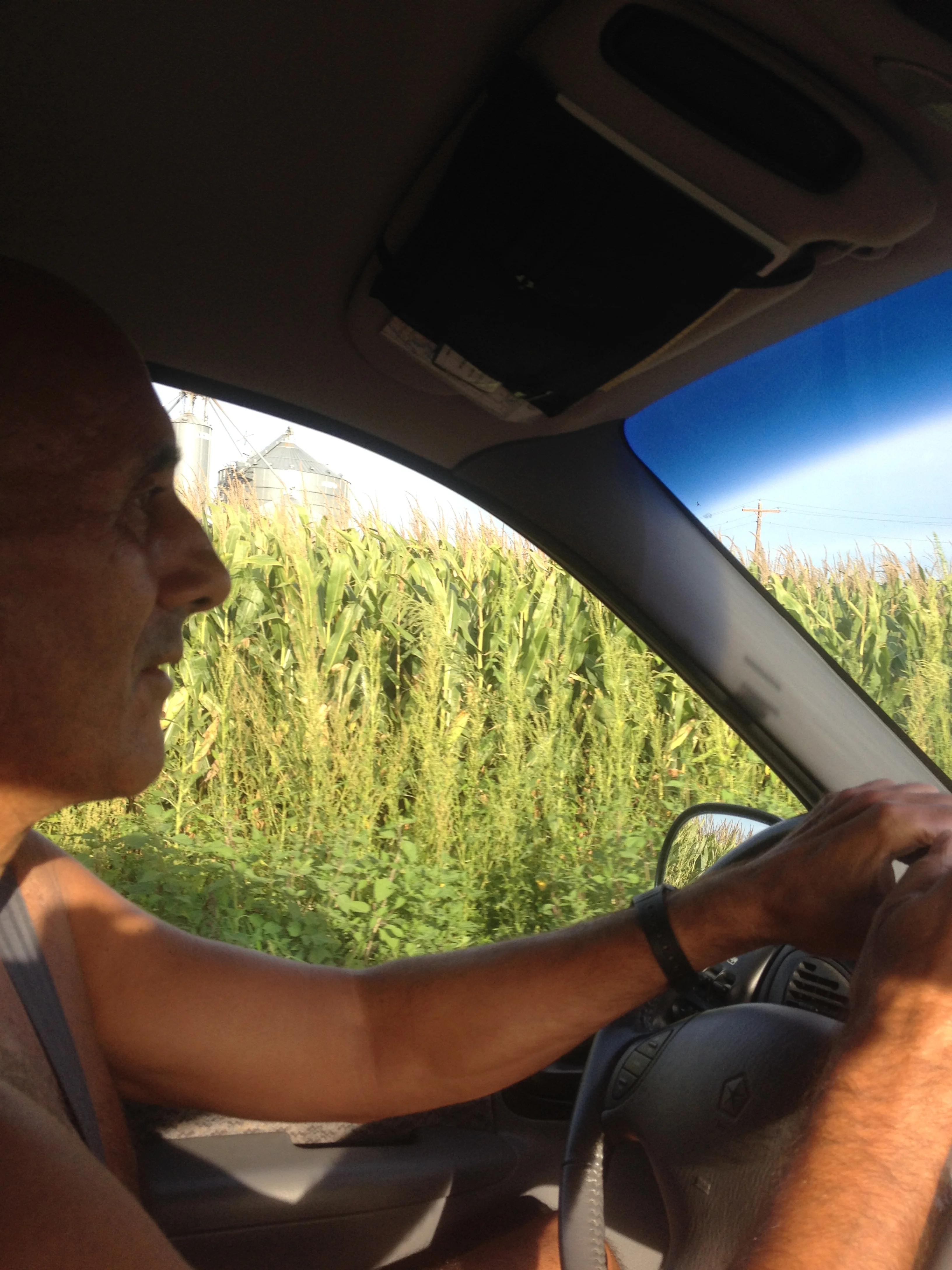 Cornfields