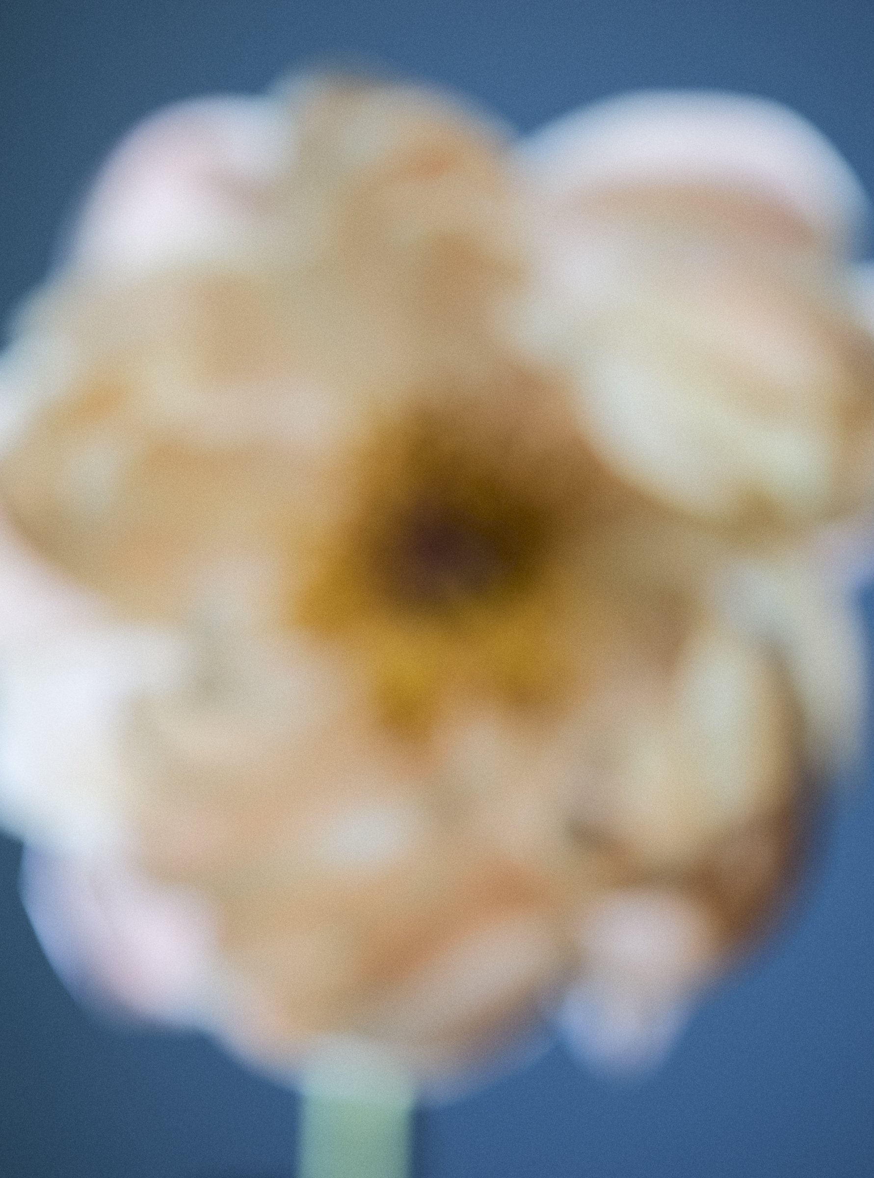 SET_1_INCF_FLOWERS_018.jpg